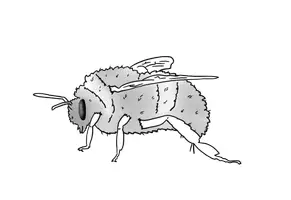 Vorschau - selbst erstellte Cliparts/Grafiken - Freebie "die Hummel" Clipart Insekt - Seite 3