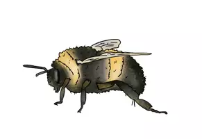 Vorschau - selbst erstellte Cliparts/Grafiken - Freebie "die Hummel" Clipart Insekt - Seite 2