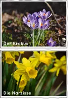 Vorschau - Arbeitsblätter - Frühling Wissenskartei | Sachunterricht Klasse 1-3 - Seite 3