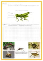 Vorschau - Arbeitsblätter - Arbeitsblatt - Die Insekten - Seite 2