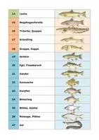 Vorschau - Arbeitsblätter - Süsswasserfische: 32 Steckbriefe - Seite 2