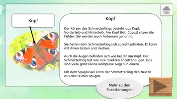 Vorschau - Bildkarten - Aufbau des Schmetterlings interaktive PDF mit Informationen - Seite 3