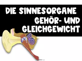 Vorschau - Stundenentwürfe - Sinnesorgane - Das Ohr - komplette Einheit - Seite 1