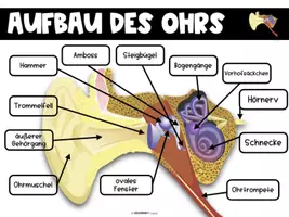 Vorschau - Stundenentwürfe - Sinnesorgane - Das Ohr - komplette Einheit - Seite 3