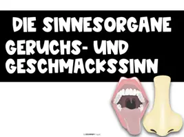 Vorschau - Arbeitsblätter - Sinnesorgane - Nase & Mund - komplette Einheit - Seite 1