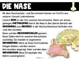 Vorschau - Arbeitsblätter - Sinnesorgane - Nase & Mund - komplette Einheit - Seite 2