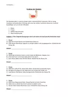 Vorschau - Arbeitsblätter - Funktion von Muskeln praktische Übung und Lückentext - Deckblatt