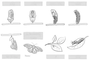 Vorschau - Arbeitsblätter - Faltheft | Faltbuch Metamorphose Schmetterling (4 Versionen) - Seite 3