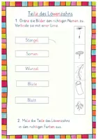 Vorschau - Arbeitsblätter - Löwenzahn Forscherheft - Seite 3