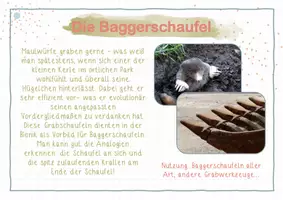 Vorschau - Stationenlernen - 10 Karteikarten zur Bionik - bionische Erfindungen - Seite 3