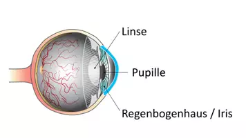 Vorschau - Arbeitsblätter - Arbeitsblatt zum Thema "Auge" + Onlineübung & MP3 + Mindmap + Infografik - Seite 1