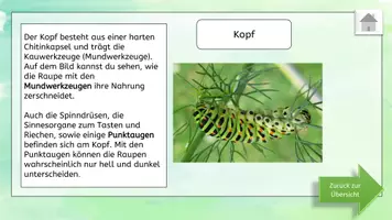 Vorschau - Videos - Aufbau der Raupe interaktiv und Video - Seite 3