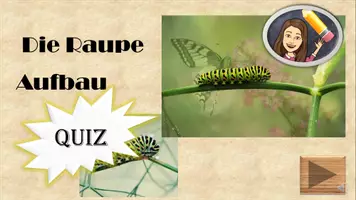 Vorschau - Interaktives Material - Aufbau der Raupe Quiz interaktiv - Deckblatt
