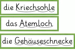 Vorschau - Fördermaterial/Inklusion - Wortkarten Körper der Schnecke (Gehäuseschnecke) - Seite 1