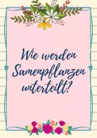 Vorschau - Arbeitsblätter - Samenpflanzen - Überblick, Quiz zum Einstieg, der Erarbeitung, Vertiefung, Klassenarbeitsvorbereitung - Seite 3