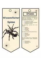 Vorschau - Aufgabenkarten - Wissensfächer rund um die Spinne - Seite 2