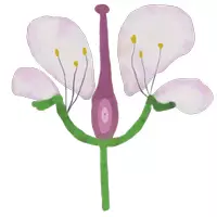 Vorschau - selbst erstellte Cliparts/Grafiken - Cliparts Kirsche Kirschblüte Aufbau (privat & kommerziell) - Seite 2