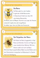 Vorschau - Arbeitsblätter - Die Biene - Abschreib- und Wissenskartei - 3fach differenziert - Seite 2
