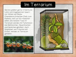 Vorschau - Unterrichtsreihen - Haustierhaltung - Tiere im Terrarium (Gecko) - Seite 2