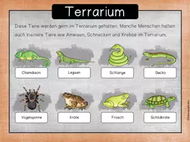 Vorschau - Unterrichtsreihen - Haustierhaltung - Tiere im Terrarium (Gecko) - Seite 3