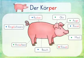 Vorschau - Arbeitsblätter - Bauernhof: Schwein (Kl.1/2) - Seite 3