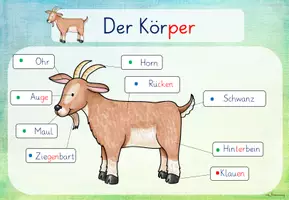 Vorschau - Arbeitsblätter - Bauernhof: Ziege (Kl.1./2.) - Seite 3