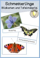 Vorschau - Bildkarten - Schmetterlinge Bildkarten - Deckblatt