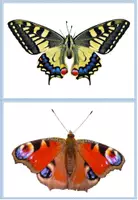 Vorschau - Bildkarten - Schmetterlinge Bildkarten - Seite 1