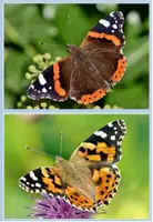 Vorschau - Bildkarten - Schmetterlinge Bildkarten - Seite 3