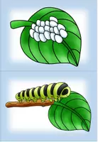 Vorschau - Bildkarten - Entwicklung Schmetterling Bildkarten Workarten - Seite 1