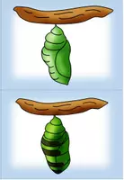 Vorschau - Bildkarten - Entwicklung Schmetterling Bildkarten Workarten - Seite 2