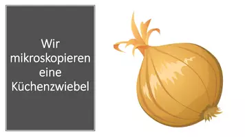 Vorschau - Arbeitsblätter - Das Mikroskop - Aufbau und Anleitung zum Mikroskopieren - Seite 1