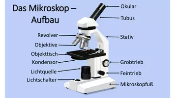 Vorschau - Arbeitsblätter - Das Mikroskop - Aufbau und Anleitung zum Mikroskopieren - Seite 2