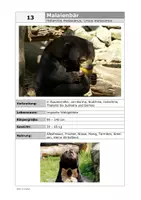 Vorschau - Arbeitsblätter - Die Bären dieser Welt: Steckbrief 13 Malaienbär - Seite 3