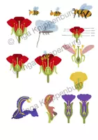 Vorschau - selbst erstellte Cliparts/Grafiken - Clipart Blüte Bestäubung Bild Dateien - Deckblatt