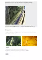 Vorschau - Interaktives Material - Moodle Datei mit H5P Aufgaben zur Bestäubung und Blüte - Seite 2