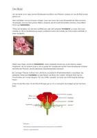 Vorschau - Interaktives Material - Moodle Datei mit H5P Aufgaben zur Bestäubung und Blüte - Seite 3