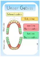Vorschau - Arbeitsblätter - Unsere Zähne - Seite 2
