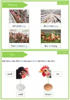 Vorschau - Merkblätter - Das Huhn: Wissenskartei mit Fotos in Silbenschrift - Seite 3