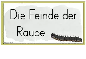 Vorschau - Poster - Tafelmaterial: Feinde Schmetterling (Bildkarten) - Seite 3