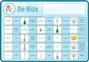 Vorschau - Spiele - Aufbau der Blüte– digitales Domino Spiel für Computer & iPad - Seite 2