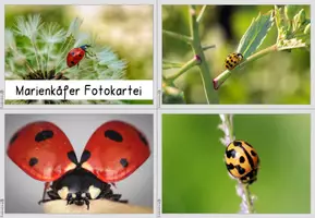 Vorschau - Bildkarten - Marienkäfer Fotokartei - Seite 1