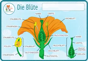 Vorschau - Arbeitsblätter - Aufbau der Blüte - Digitale Beschriftungsübung für Computer & iPad - Seite 2