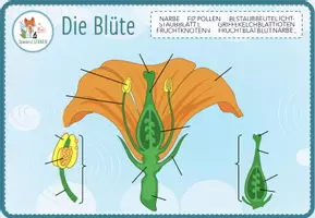 Vorschau - Arbeitsblätter - Aufbau der Blüte - Digitale Beschriftungsübung für Computer & iPad - Seite 1