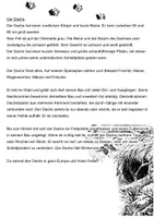 Vorschau - Stundenentwürfe - Tier-Steckbriefe erstellen - Leseverstehen 2 Niveaustufen - Seite 3