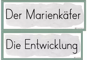 Vorschau - Poster - Lebenszyklus Marienkäfer - Tafelmaterial - Seite 1