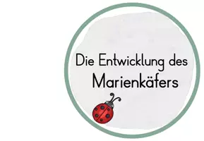 Vorschau - Poster - Lebenszyklus Marienkäfer - Tafelmaterial - Seite 2