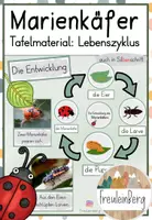Vorschau - Poster - Lebenszyklus Marienkäfer - Tafelmaterial - Deckblatt
