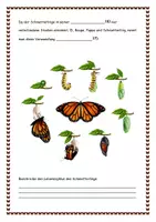Vorschau - Stundenentwürfe - Lebenszyklus des Schmetterling Aufgaben Lösungen Steckbrief - Seite 2