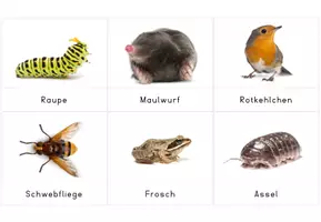 Vorschau - Bildkarten - Bildkarten: Tiere auf der Wiese + Ideen zum Materialeinsatz - Seite 1